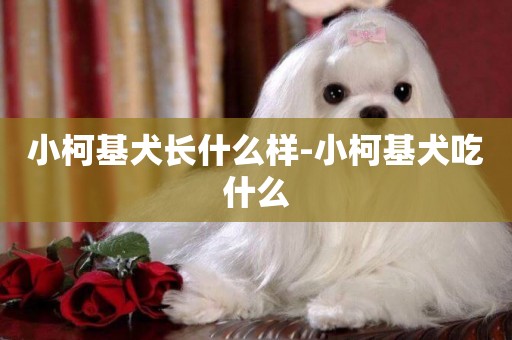 小柯基犬长什么样-小柯基犬吃什么